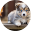 Mini Pomskydoodle Puppy For Sale - Pilesgrove Pups Mini Pomskydoodle Puppy For Sale - Pilesgrove Pups